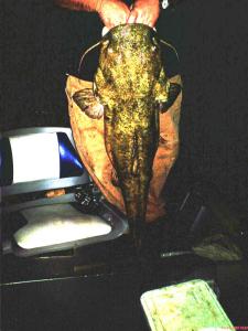 32 lb. Flathead Catfish